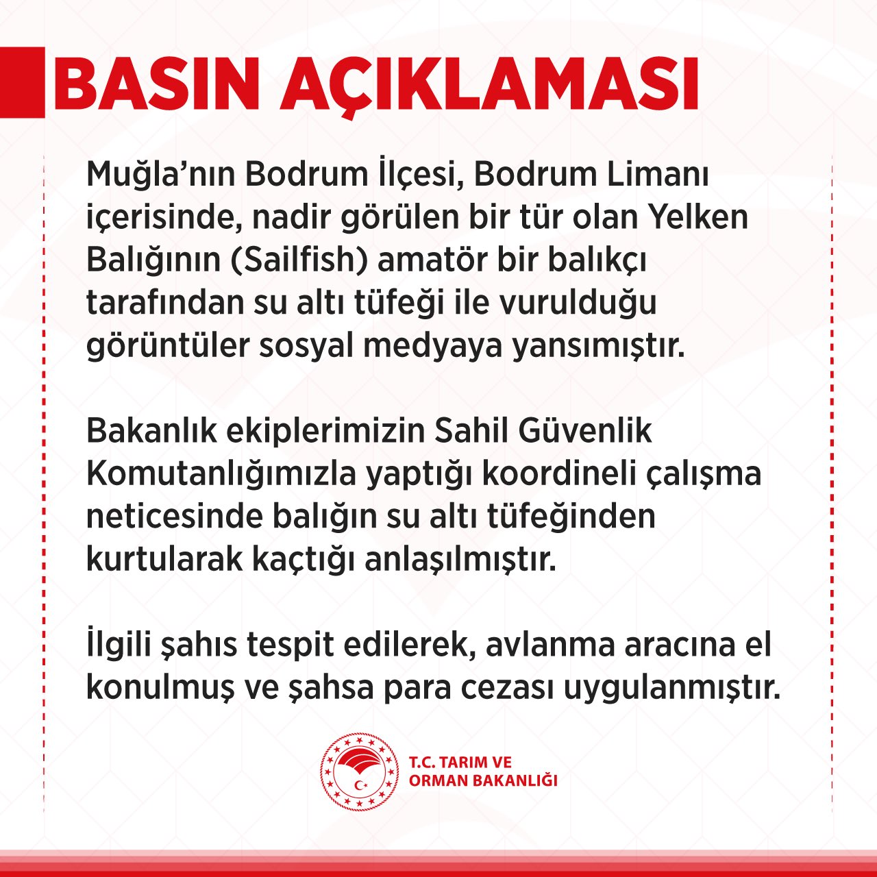 tarim ve orman bakanligi bodrumda zipkinla vurulan mavi yelken baliginin yarali olarak kactigini acikladi whblr8Mu