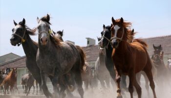 tigem 15 safkan arap kosu tayini ihale ile satacak ANTCVAOm