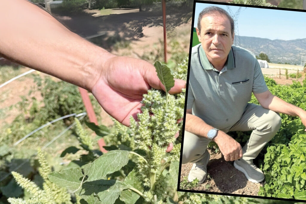 tokatin yabani otu isvicreye acildi degersiz sanilan bitkilerden servet uretiyor asC63efF