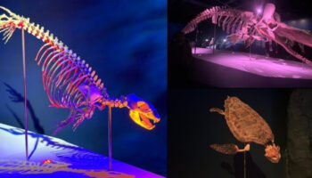 turkiyenin deniz mirasi istanbulda sergileniyor kasalot uzun balina ve fok iskeletleri okyanusun devleri ile Q7ark81N