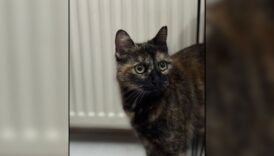 basaksehirde cezve isimli kediyi iskenceyle olduren baris alana 3 yil 8 ayhapis cezasi verildi X83WnUJY