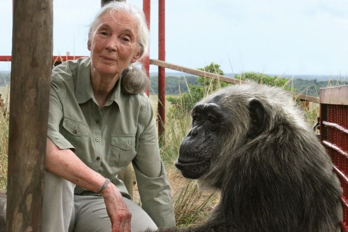 dunyaca unlu ingiliz primatolog jane goodall 91 yasinda hayatini kaybetti 0 6w3UKujp