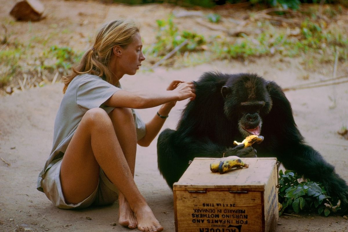 dunyaca unlu ingiliz primatolog jane goodall 91 yasinda hayatini kaybetti 1 qQLJWSs4