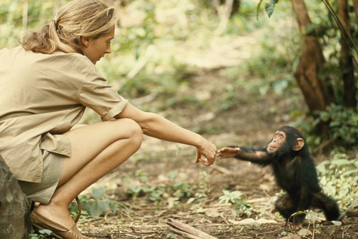 dunyaca unlu ingiliz primatolog jane goodall 91 yasinda hayatini kaybetti 2 E1YDmgIu