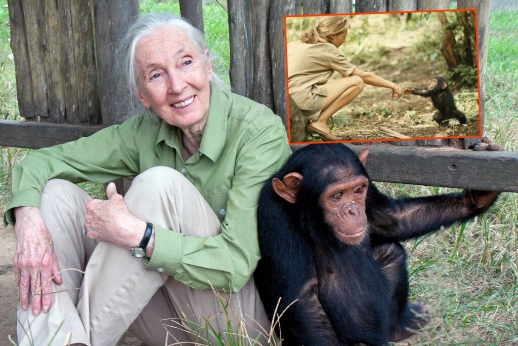 dunyaca unlu ingiliz primatolog jane goodall 91 yasinda hayatini kaybetti OSWLma5w