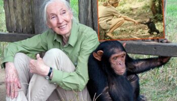 dunyaca unlu ingiliz primatolog jane goodall 91 yasinda hayatini kaybetti OSWLma5w