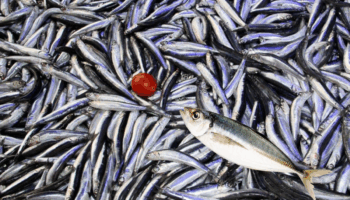 hamsi ve istavritin kilosu 100 tlye dustu c3lJh8GX