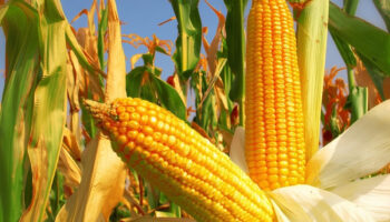 turkiye 2025in ilk yarim yilinda ukraynadan misir ithalatini artirdi ancak rusyanin rekabetci arzi pazar kNJitdmw