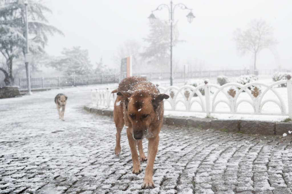 istanbulun bazi bolgelerinde haftanin ilk gunu kar yagisi etkili oluyor JPDTtcrb