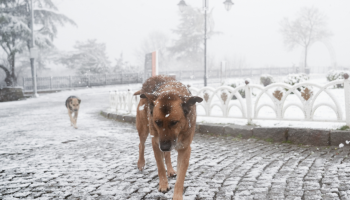 istanbulun bazi bolgelerinde haftanin ilk gunu kar yagisi etkili oluyor JPDTtcrb
