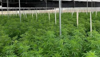 kenevir uretimi ve denetimine iliskin esaslar yeniden duzenlendi nFWaNDkT