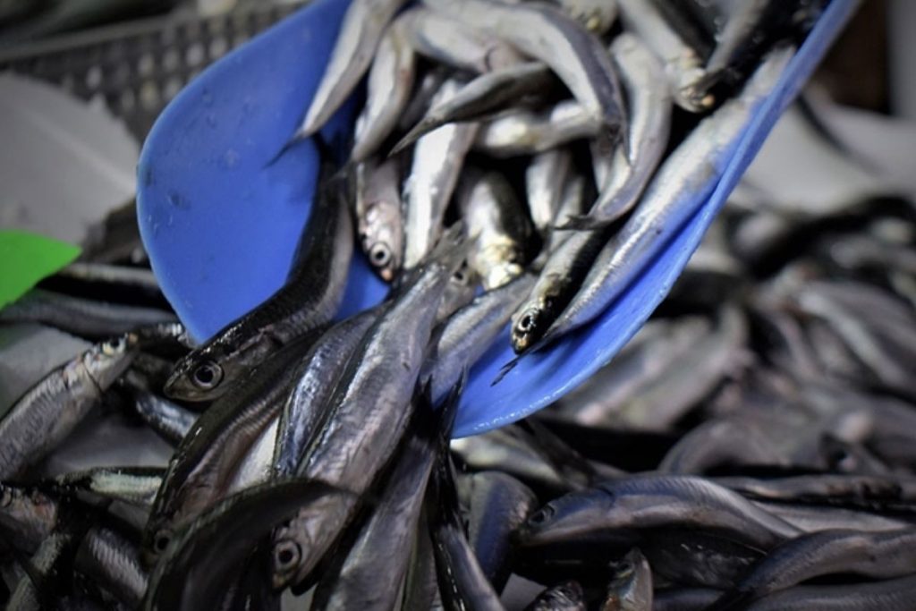 su urunleri halinde 2025te hamsi yeniden en cok satilan urun oldu jXgDx1at