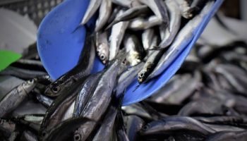 su urunleri halinde 2025te hamsi yeniden en cok satilan urun oldu jXgDx1at