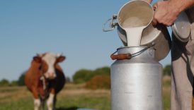 sut uretimi kasim ayinda gerilerken yillik dusus yuzde 4u buldu Xqcq2X6C