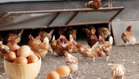 tavuk eti uretimi kasim ayinda onceki yila gore yuzde 79 artis gosterdi 8n3OPfSe