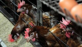 ticari etlik ve yumurtaci kanatli isletmelerinin teknik ve saglik sartlari belirlendi lxw4LTuO