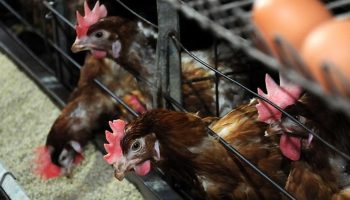 ticari etlik ve yumurtaci kanatli isletmelerinin teknik ve saglik sartlari belirlendi lxw4LTuO