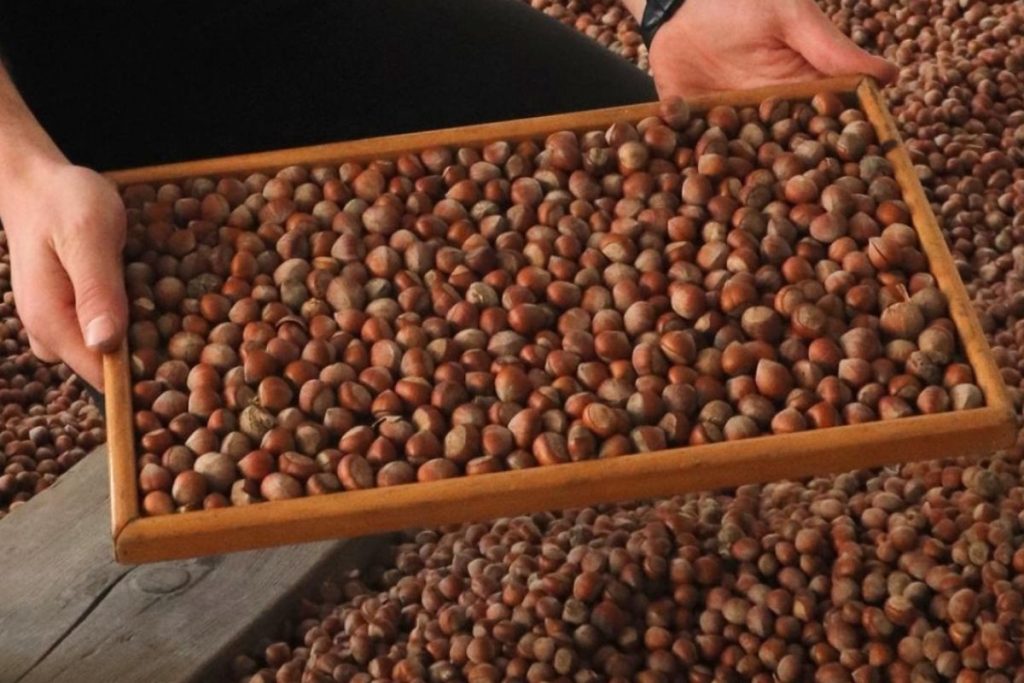 trabzondan 2025 yilinda 59 bin tondan fazla findik ihrac edildi gelir 553 milyon dolari hHmhv9k9