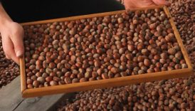 Trabzon'dan 2025 yılında 59 bin tondan fazla fındık ihraç edildi, gelir 553 milyon doları aştı 4 trabzondan 2025 yilinda 59 bin tondan fazla findik ihrac edildi gelir 553 milyon dolari hHmhv9k9