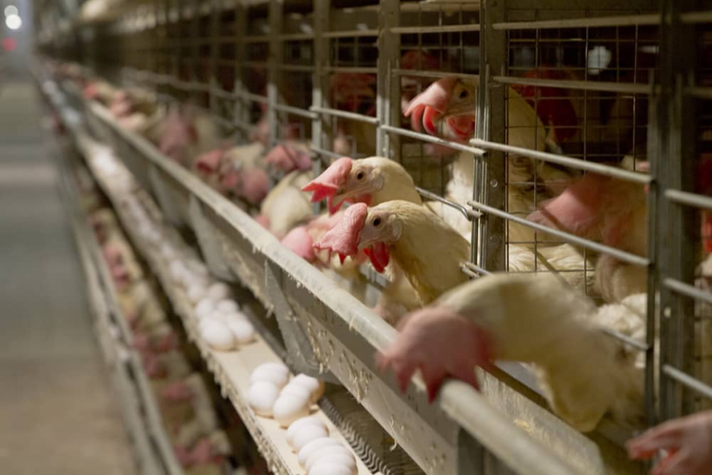 yumurtaci tavuklarin kafes standartlarinda degisiklige gidildi bI6RWaFQ