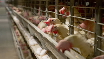 yumurtaci tavuklarin kafes standartlarinda degisiklige gidildi bI6RWaFQ