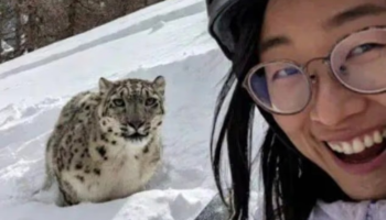 selfie faciayla bitti nadir gorulen kar leopariyla fotograf cektiren turist saldiriya ugradi rDcOnJPn