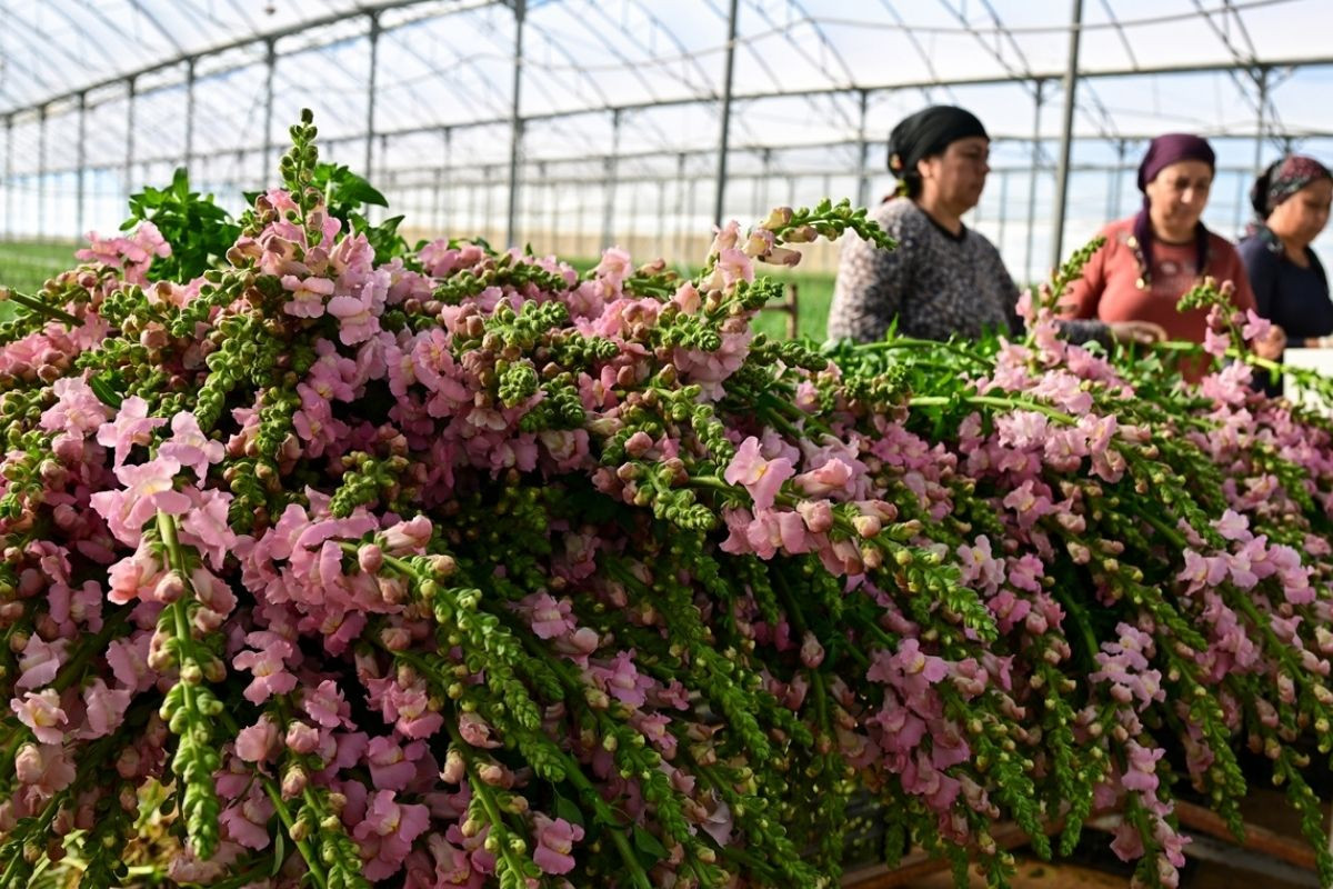 turk cicekleri sevgililer gunu icin 30dan fazla ulkeye gidiyor ihracat 10 milyon dolari asacak EnHuu3XK
