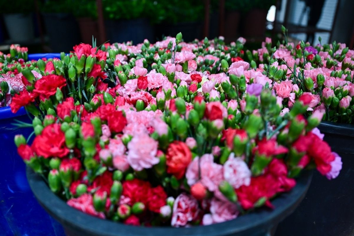 turk cicekleri sevgililer gunu icin 30dan fazla ulkeye gidiyor ihracat 10 milyon dolari asacak fFyOkGwa