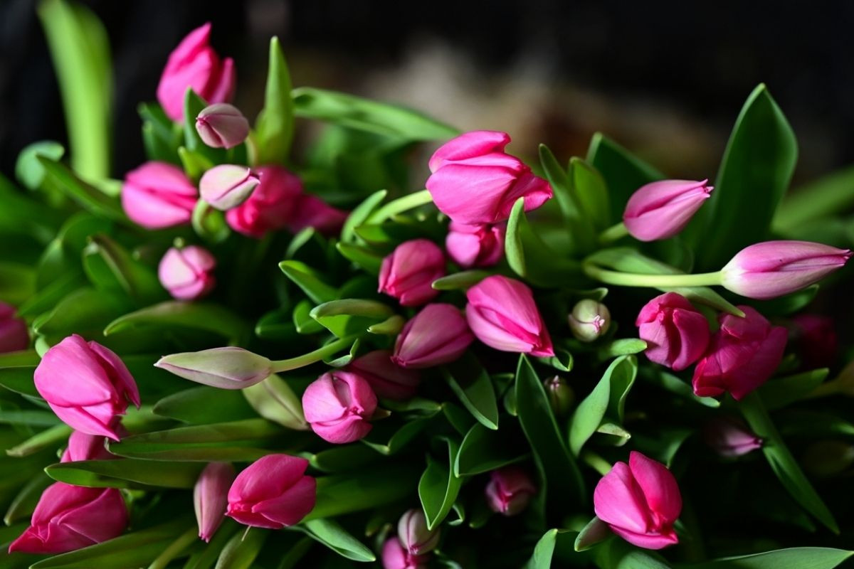 turk cicekleri sevgililer gunu icin 30dan fazla ulkeye gidiyor ihracat 10 milyon dolari asacak uXX737wW