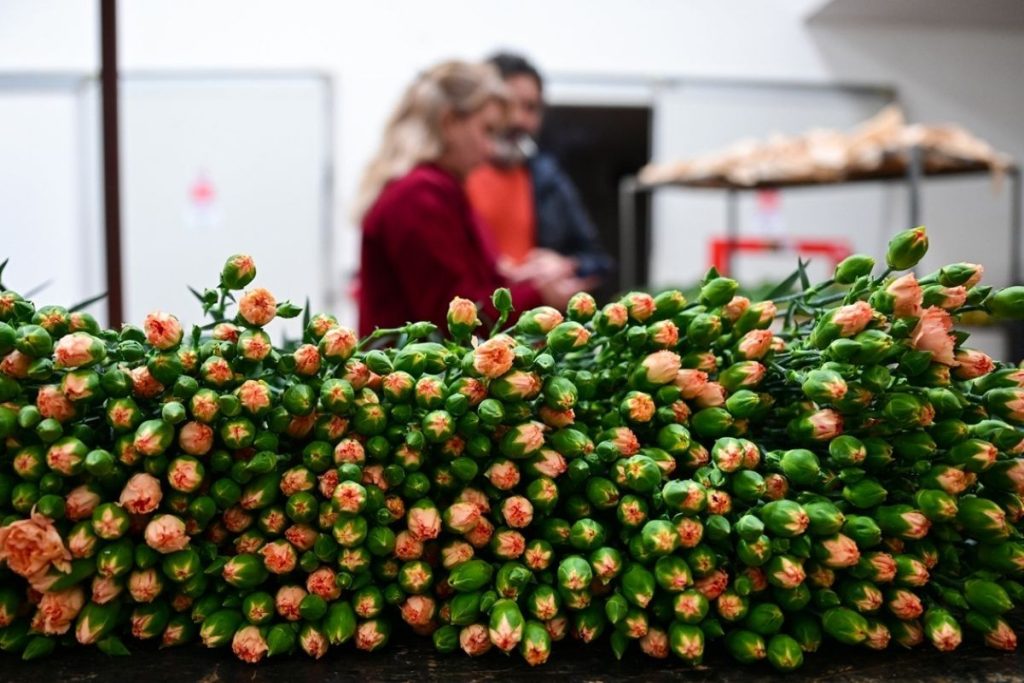 turk cicekleri sevgililer gunu icin 30dan fazla ulkeye gidiyor ihracat 10 milyon dolari asacak yKBVyM7u