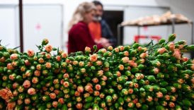 turk cicekleri sevgililer gunu icin 30dan fazla ulkeye gidiyor ihracat 10 milyon dolari asacak yKBVyM7u